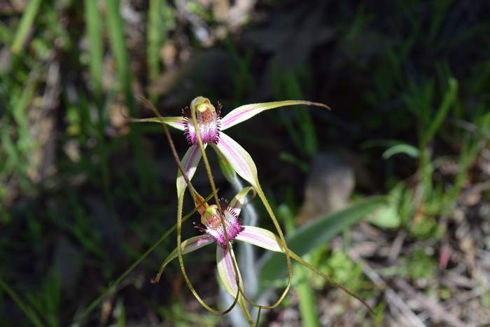 Caladenia - Orchid-Badgingarra-Vern-Westbrook-walk-Sep-2018p0018.JPG